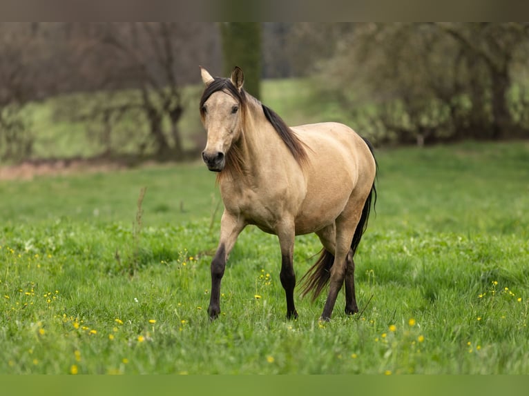 PRE Merrie 12 Jaar 155 cm Buckskin in Feuchtwangen
