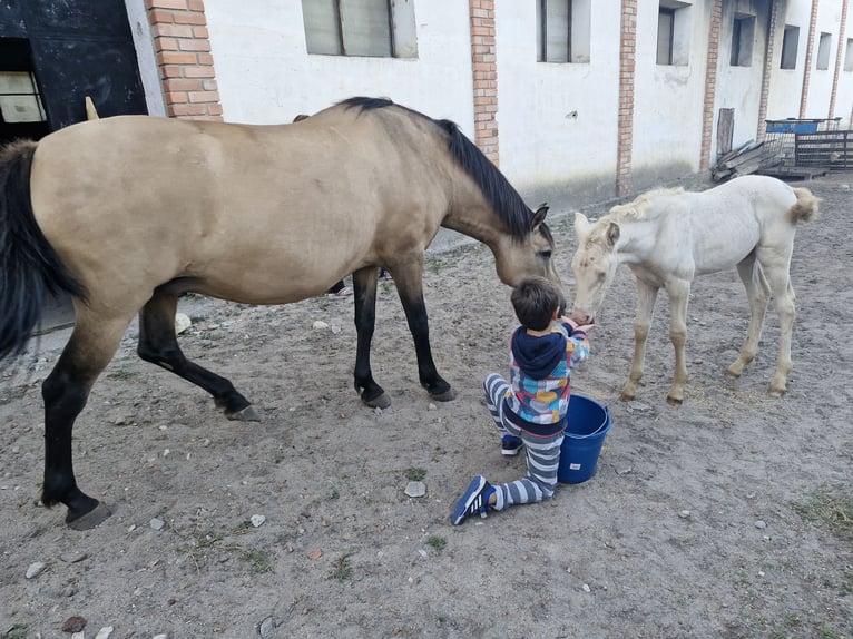 PRE Mix Merrie 12 Jaar 158 cm Falbe in Segovia