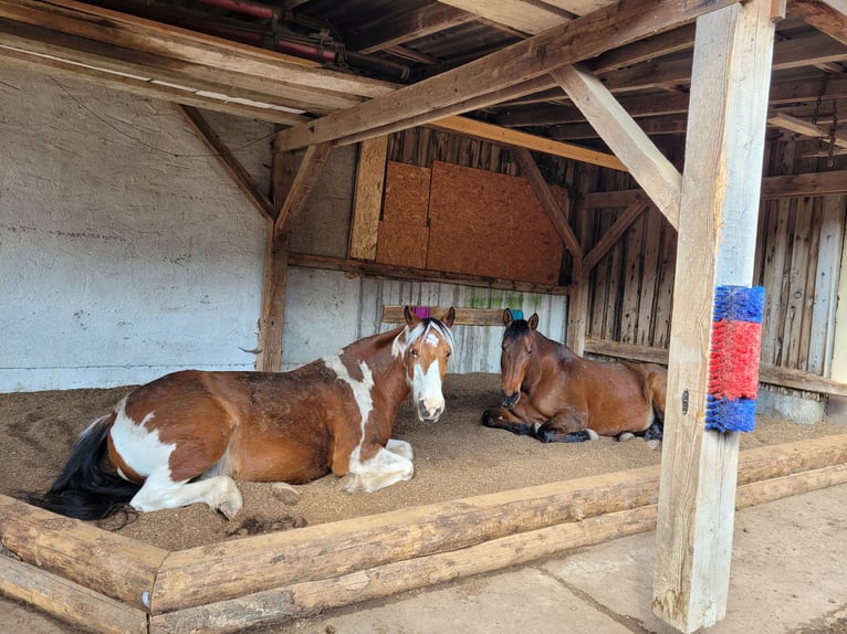PRE Mix Merrie 12 Jaar 160 cm Bruin in Dollnstein