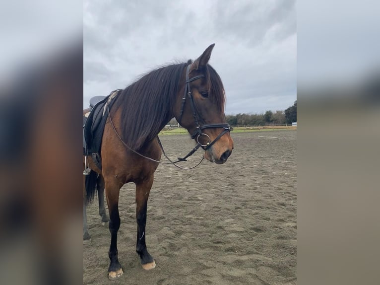 PRE Merrie 12 Jaar 160 cm Donkerbruin in Serinya
