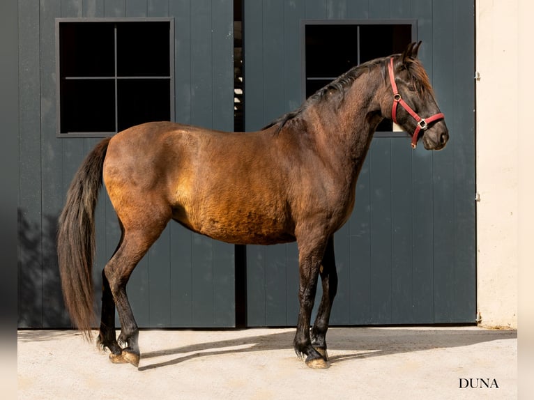 PRE Merrie 12 Jaar 160 cm Zwart in Argentona