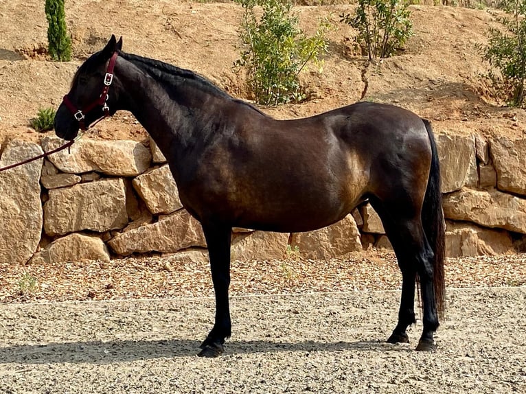 PRE Merrie 12 Jaar 160 cm Zwart in Argentona