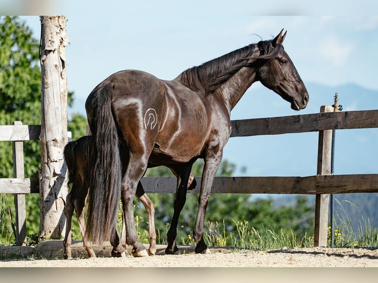 PRE Merrie 12 Jaar 161 cm Zwart in Klagenfurt