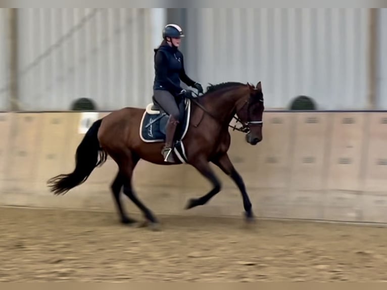 PRE Mix Merrie 12 Jaar 162 cm Bruin in Neustadt (Wied)