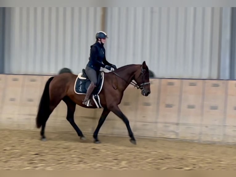 PRE Mix Merrie 12 Jaar 162 cm Bruin in Neustadt (Wied)