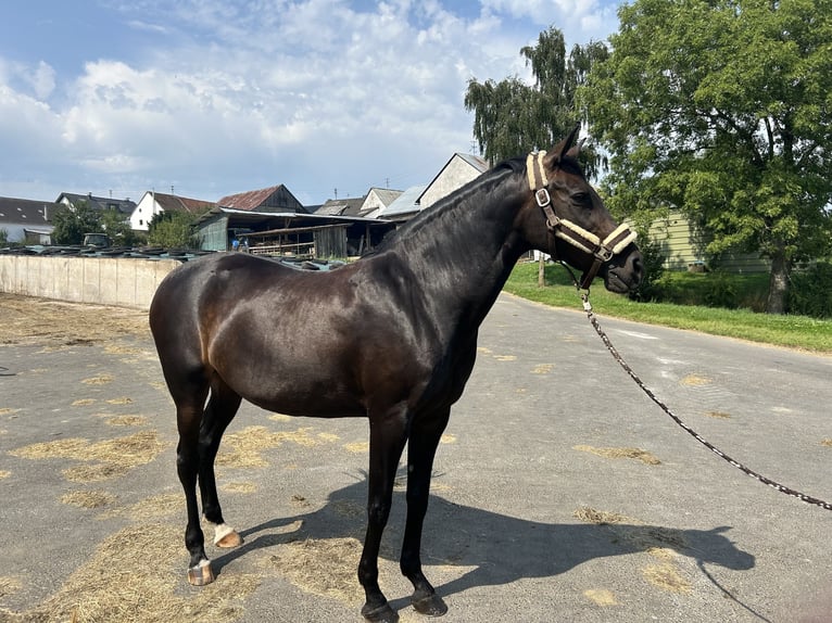 PRE Mix Merrie 12 Jaar 162 cm Zwart in Gerolstein
