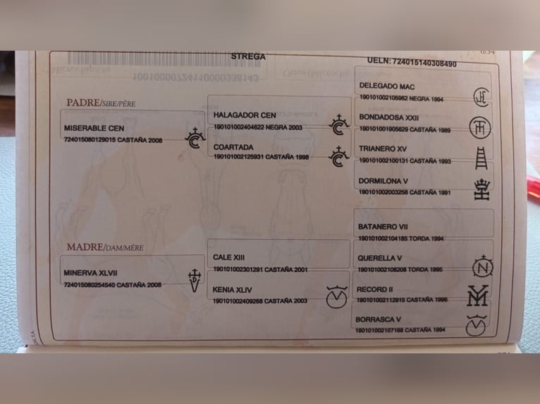 PRE Mix Merrie 12 Jaar 163 cm Bruin in Daleiden