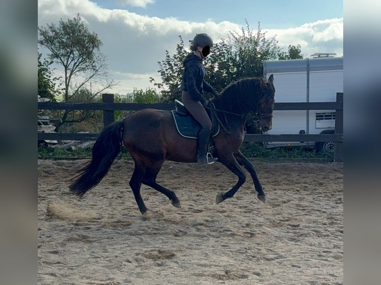 PRE Mix Merrie 12 Jaar 163 cm Bruin in Daleiden