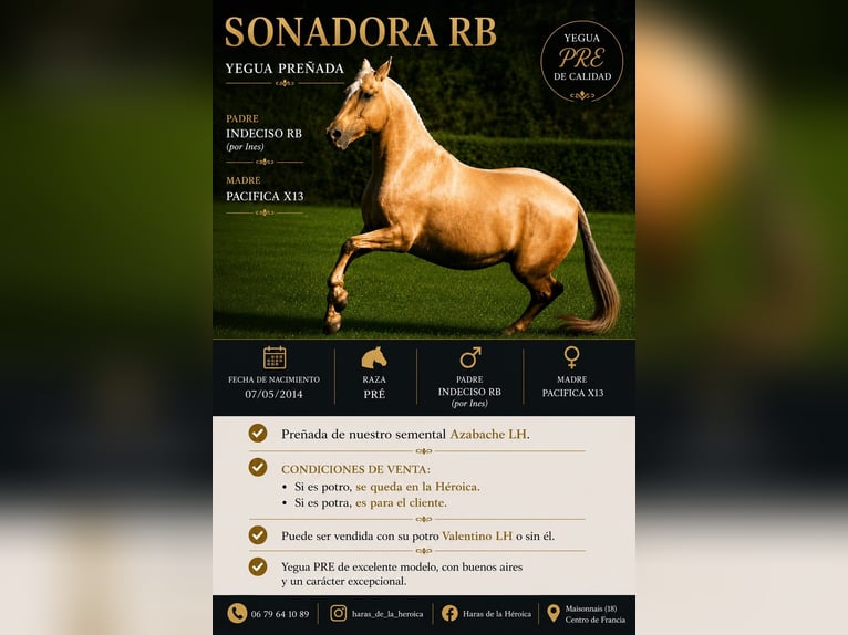 PRE Mix Merrie 12 Jaar 165 cm Palomino in Maisonnais