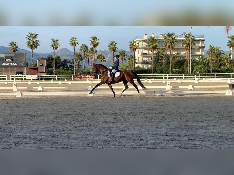 PRE Mix Merrie 12 Jaar 169 cm Bruin in Seeheim-Jugenheim