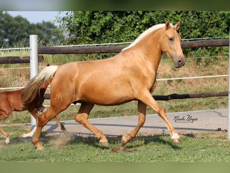 PRE Merrie 12 Jaar Palomino in Klettgau