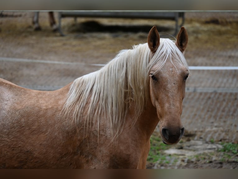 PRE Merrie 12 Jaar Palomino in Klettgau
