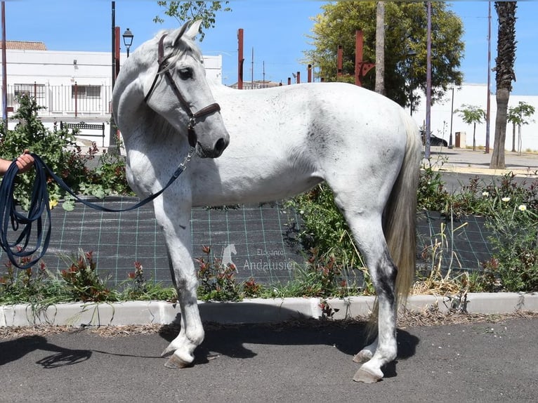 PRE Merrie 12 Jaar Schimmel in Provinz Cordoba
