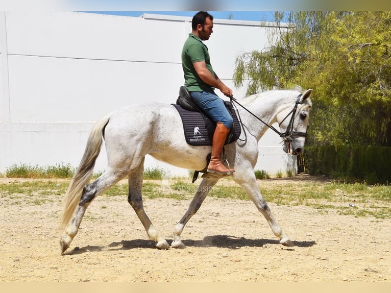 PRE Merrie 12 Jaar Schimmel in Provinz Cordoba