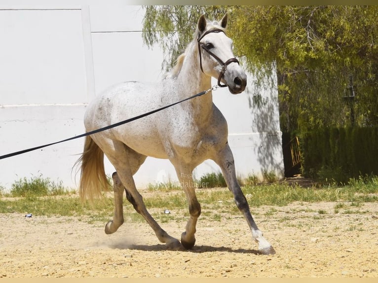 PRE Merrie 12 Jaar Schimmel in Provinz Cordoba
