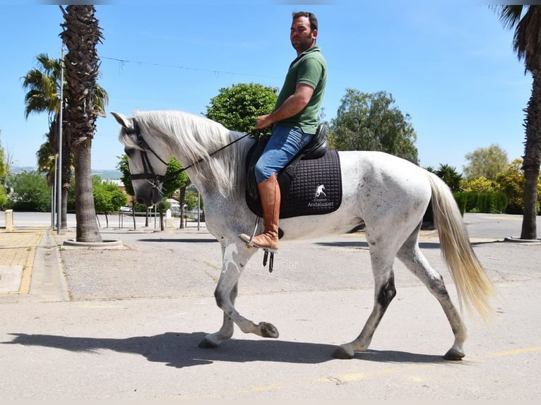 PRE Merrie 12 Jaar Schimmel in Provinz Cordoba