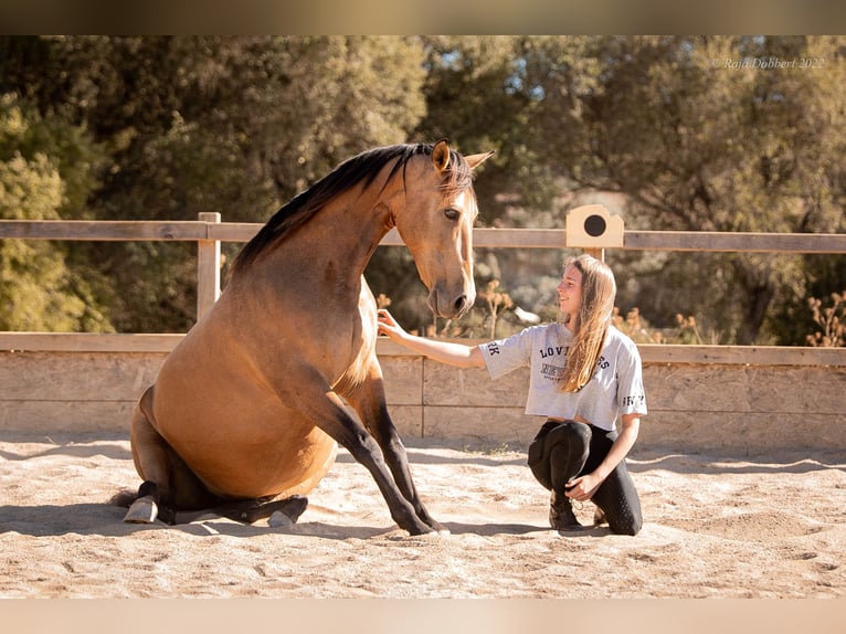 PRE Mix Merrie 13 Jaar 151 cm Falbe in St&#xFC;hlingen