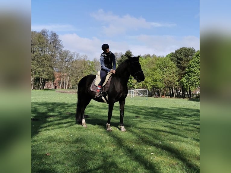 PRE Mix Merrie 13 Jaar 156 cm Zwart in Munster