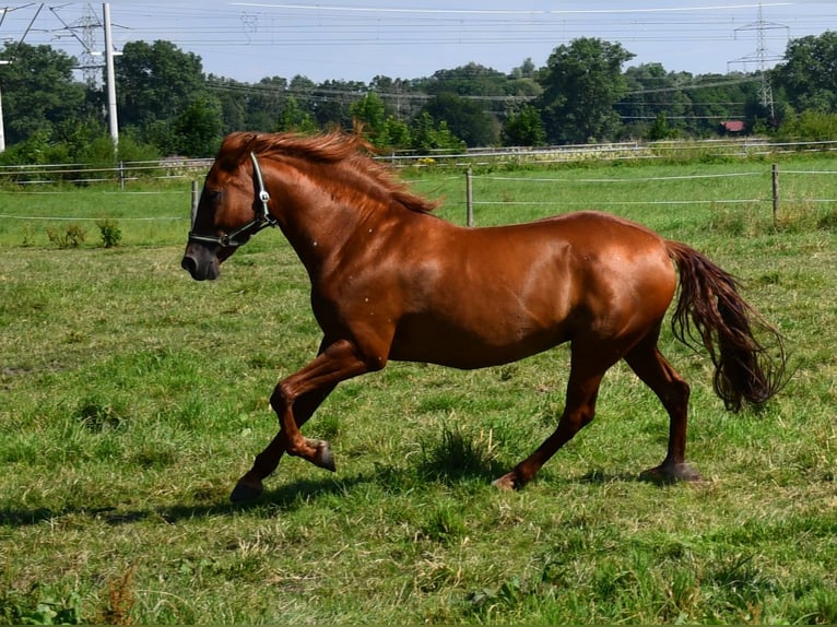 PRE Merrie 13 Jaar 160 cm Vos in Laupheim