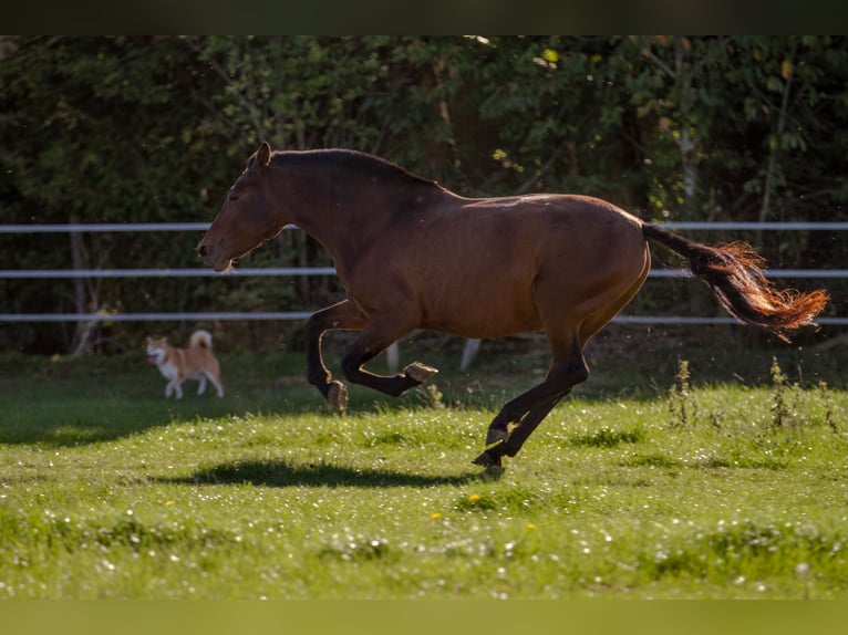 PRE Mix Merrie 13 Jaar 161 cm Bruin in Courtomer