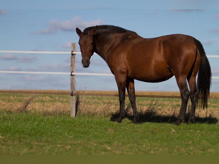 PRE Mix Merrie 13 Jaar 161 cm Bruin in Courtomer