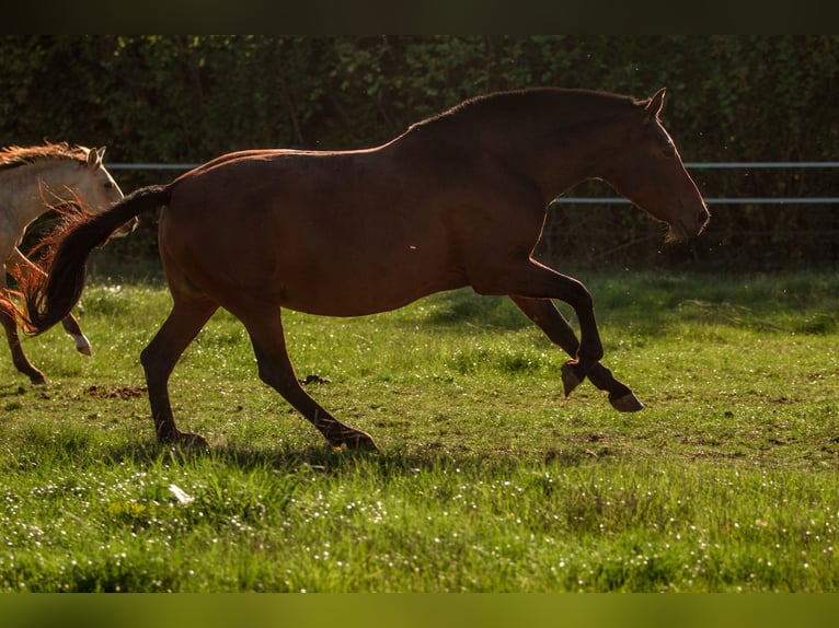 PRE Mix Merrie 13 Jaar 161 cm Bruin in Courtomer