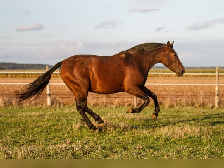 PRE Mix Merrie 13 Jaar 161 cm Bruin in Courtomer