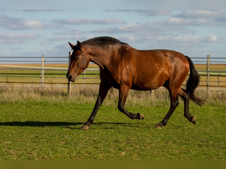 PRE Mix Merrie 13 Jaar 161 cm Bruin in Courtomer