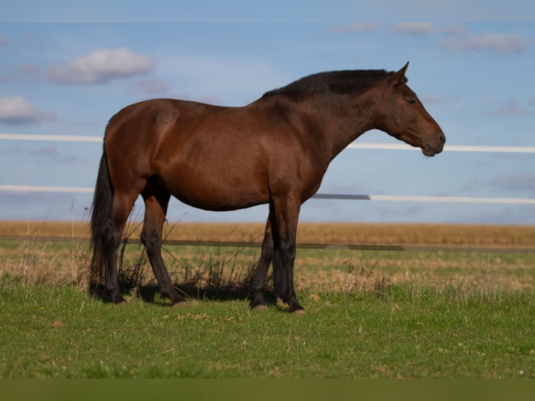 PRE Mix Merrie 13 Jaar 161 cm Bruin in Courtomer