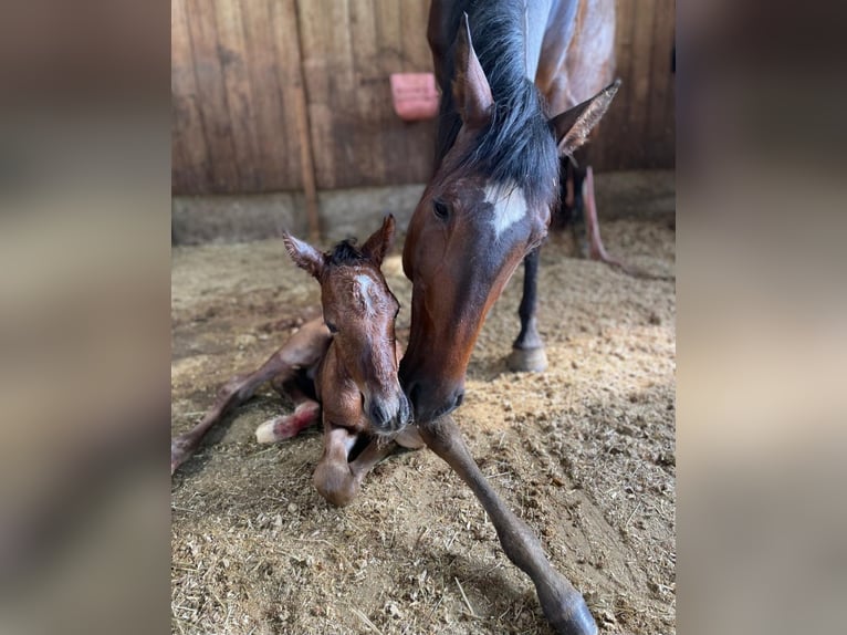 PRE Merrie 13 Jaar 163 cm Bruin in Neuffen