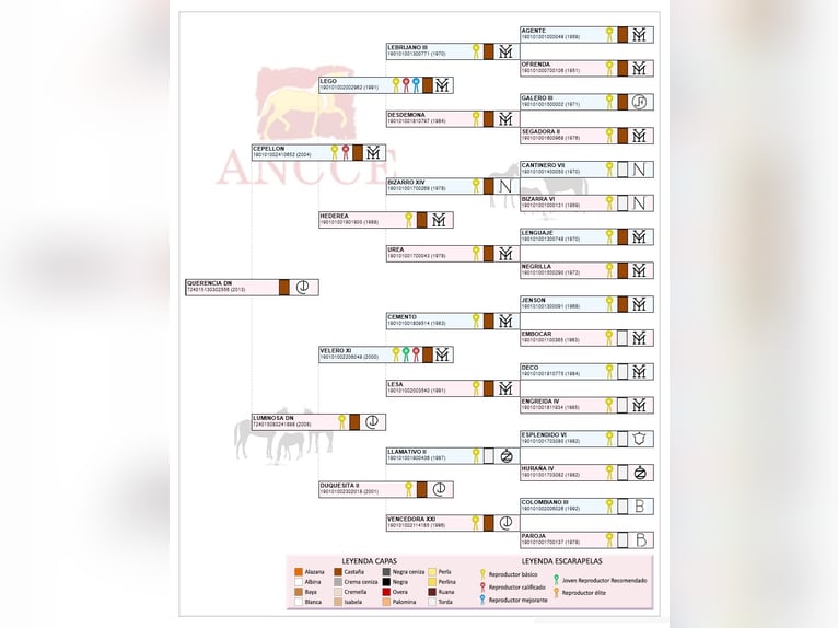PRE Merrie 13 Jaar 168 cm Bruin in Arjona