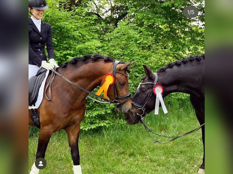 PRE Mix Merrie 13 Jaar 169 cm Bruin in Seeheim-Jugenheim