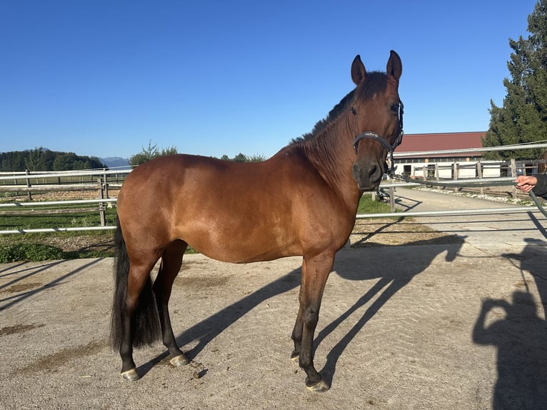 PRE Merrie 14 Jaar 152 cm Bruin in Grabenstätt