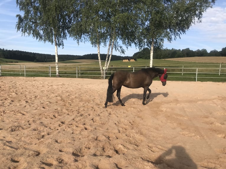 PRE Merrie 14 Jaar 152 cm Zwart in Kammeltal