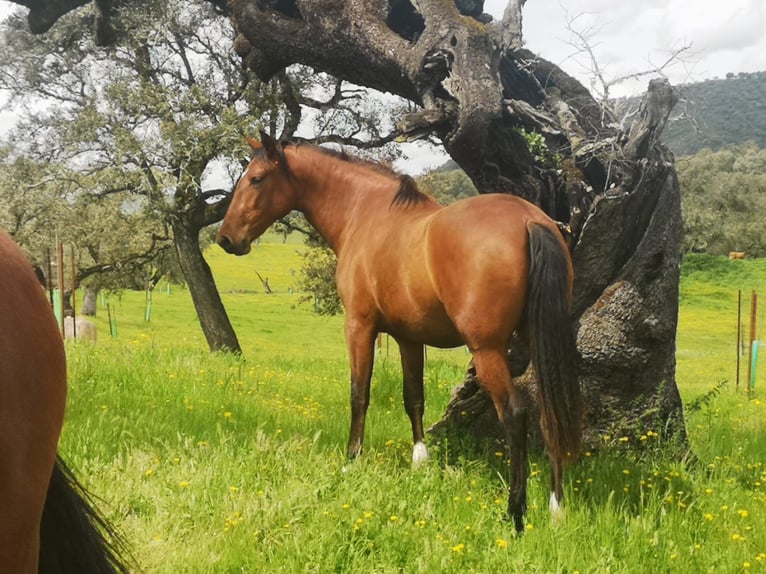 PRE Merrie 14 Jaar 155 cm Bruin in Tarifa