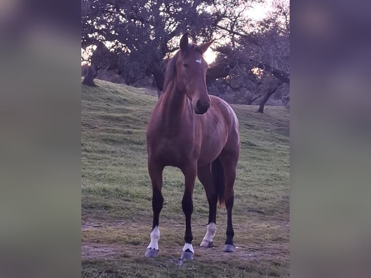 PRE Merrie 14 Jaar 155 cm Bruin in Tarifa