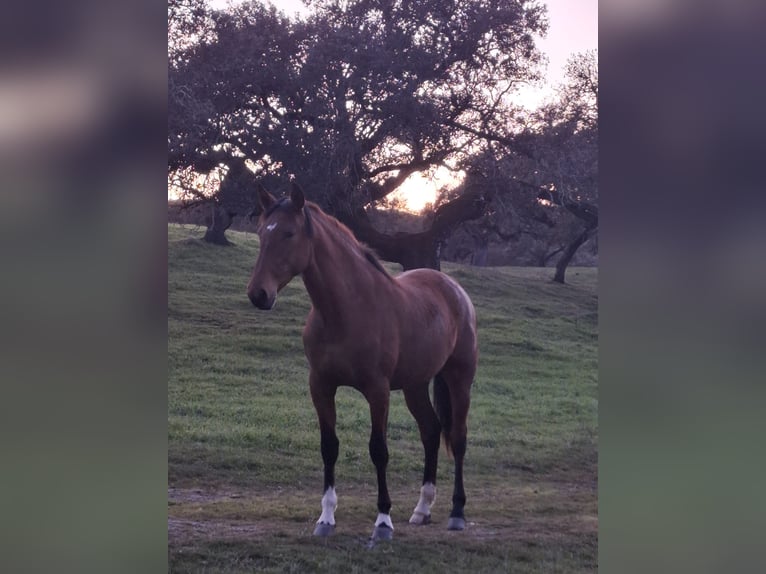 PRE Merrie 14 Jaar 155 cm Bruin in Tarifa