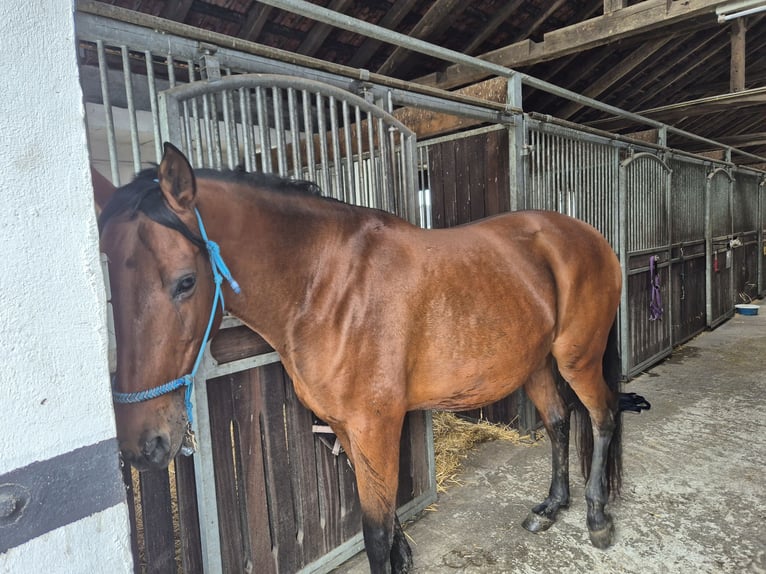 PRE Mix Merrie 14 Jaar 158 cm Donkerbruin in Coesfeld