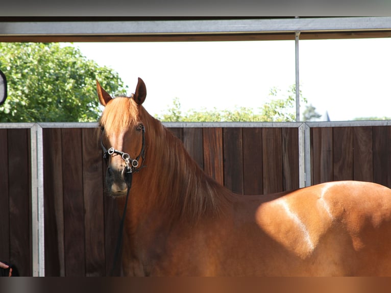 PRE Mix Merrie 14 Jaar 158 cm Vos in Stahnsdorf