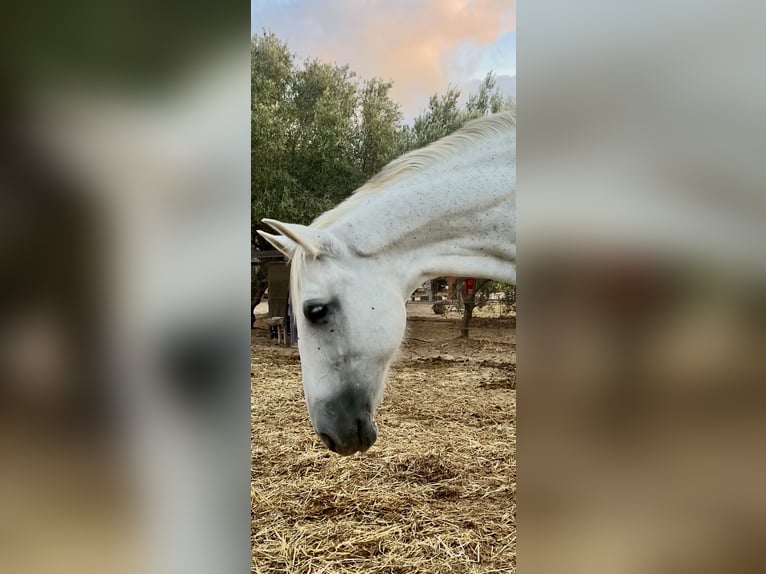 PRE Merrie 14 Jaar 163 cm Vliegenschimmel in Rold&#xE1;n