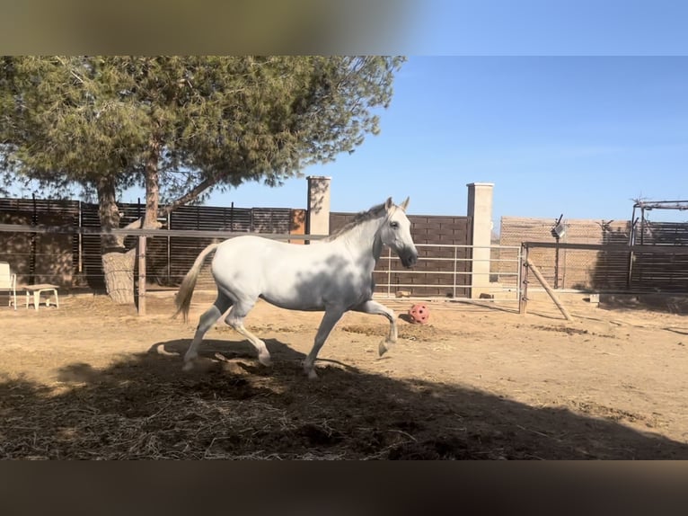 PRE Merrie 14 Jaar 163 cm Vliegenschimmel in Rold&#xE1;n