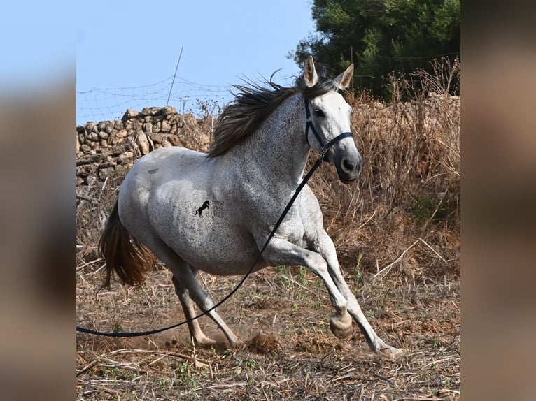 PRE Mix Merrie 14 Jaar 164 cm Schimmel in Menorca