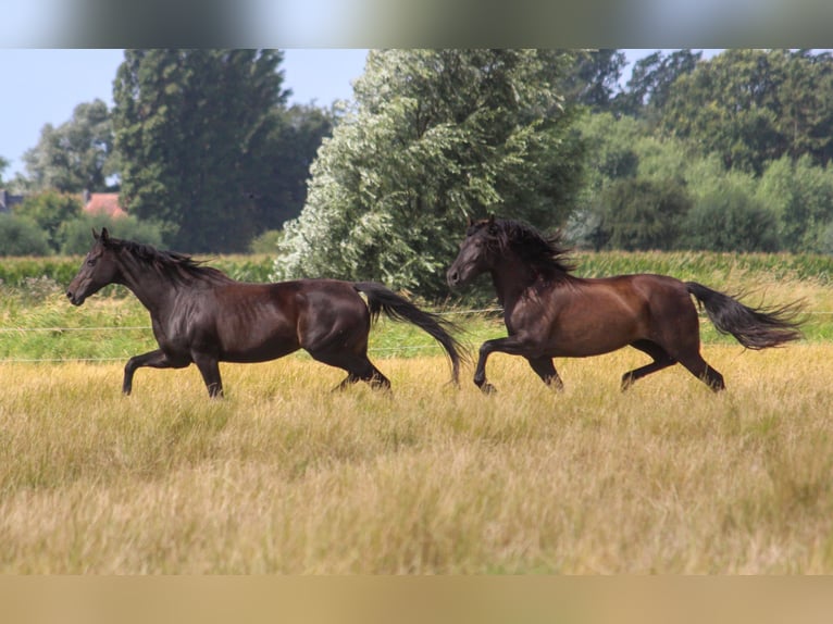 PRE Merrie 14 Jaar 164 cm Zwart in Wremen