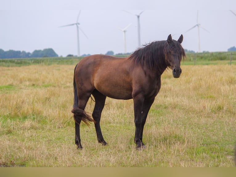 PRE Merrie 14 Jaar 164 cm Zwart in Wremen