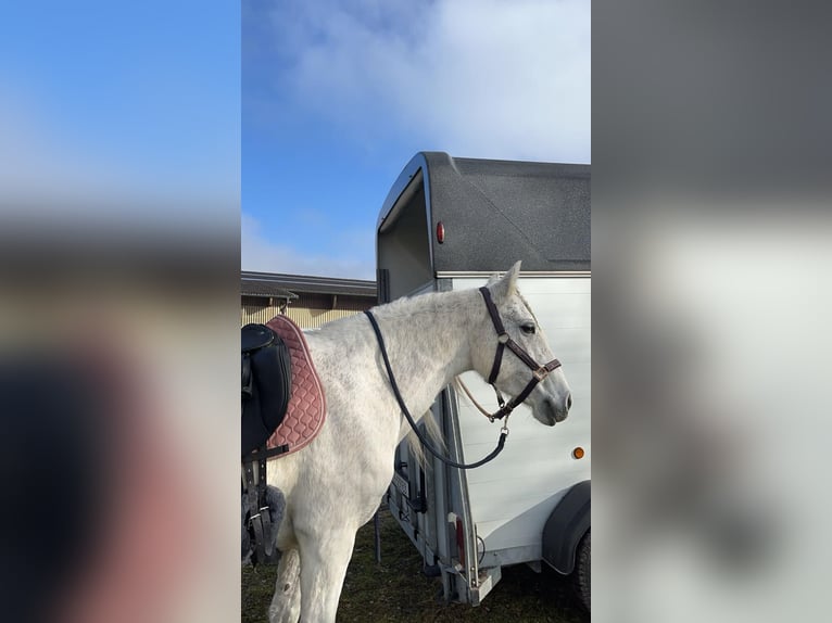 PRE Mix Merrie 15 Jaar 153 cm Schimmel in Nürensdorf