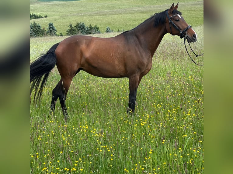PRE Mix Merrie 15 Jaar 155 cm Bruin in Euskirchen