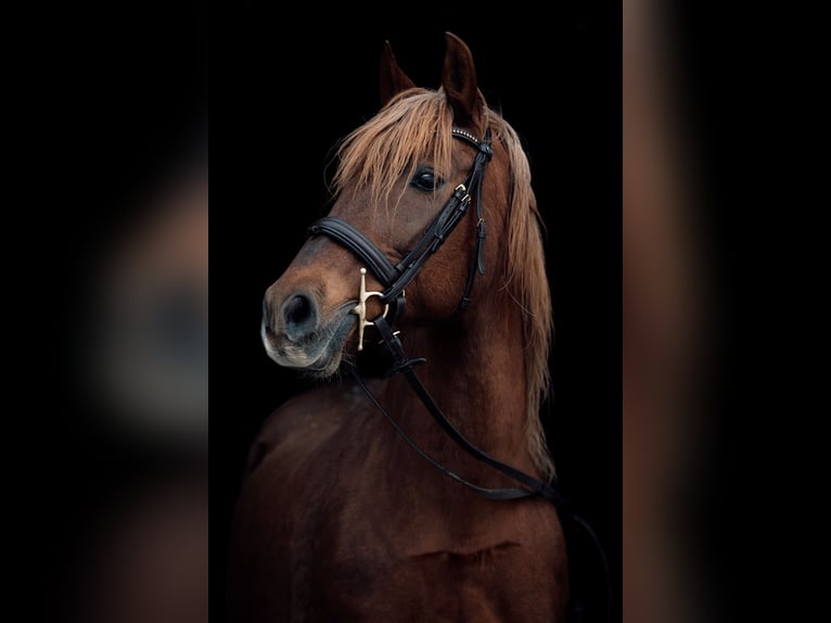 PRE Merrie 15 Jaar 158 cm Vos in Stahnsdorf