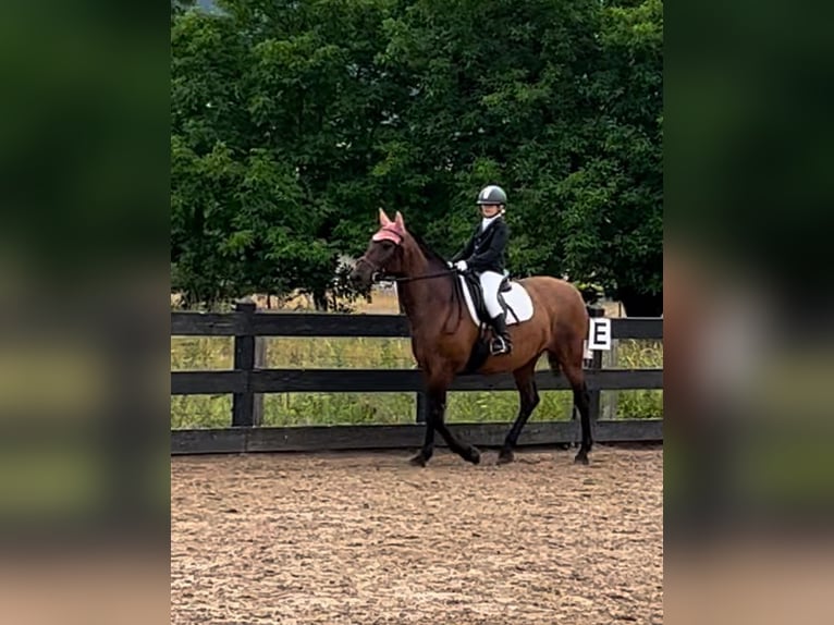 PRE Merrie 15 Jaar 161 cm Bruin in Villasana De Mena