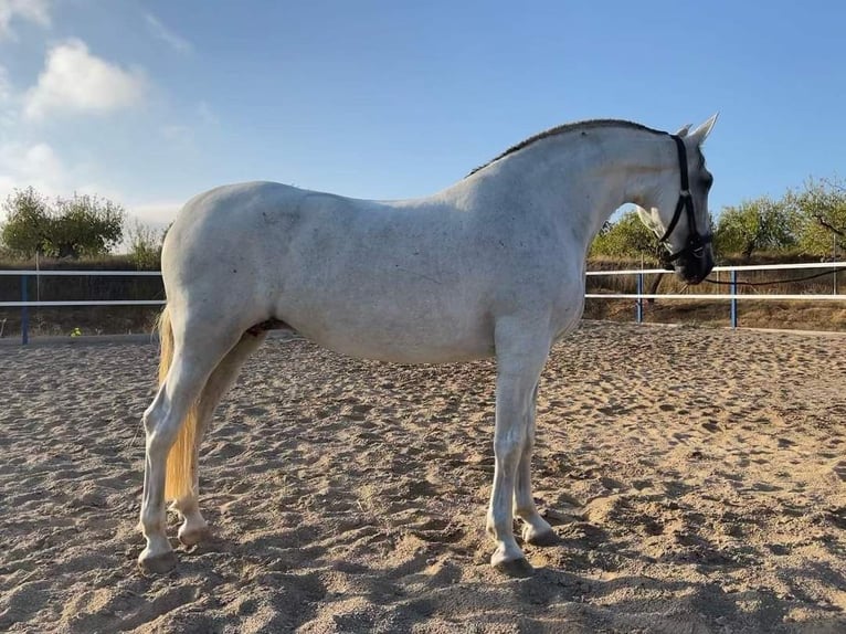 PRE Mix Merrie 15 Jaar 169 cm Schimmel in Veendam