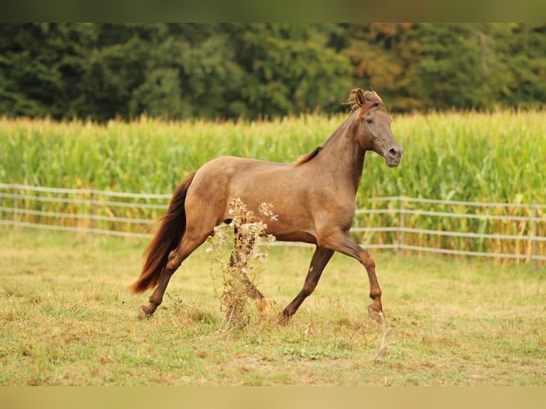 PRE Mix Merrie 16 Jaar 155 cm Zwart in Waldshut-Tiengen